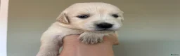 Golden Retriever dogs for sale: Health tested and KC-stunning golden retrievers  - Advert 18