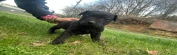 Patterdale Terrier dogs for sale: Stunning Patterdale pups  - Advert 13