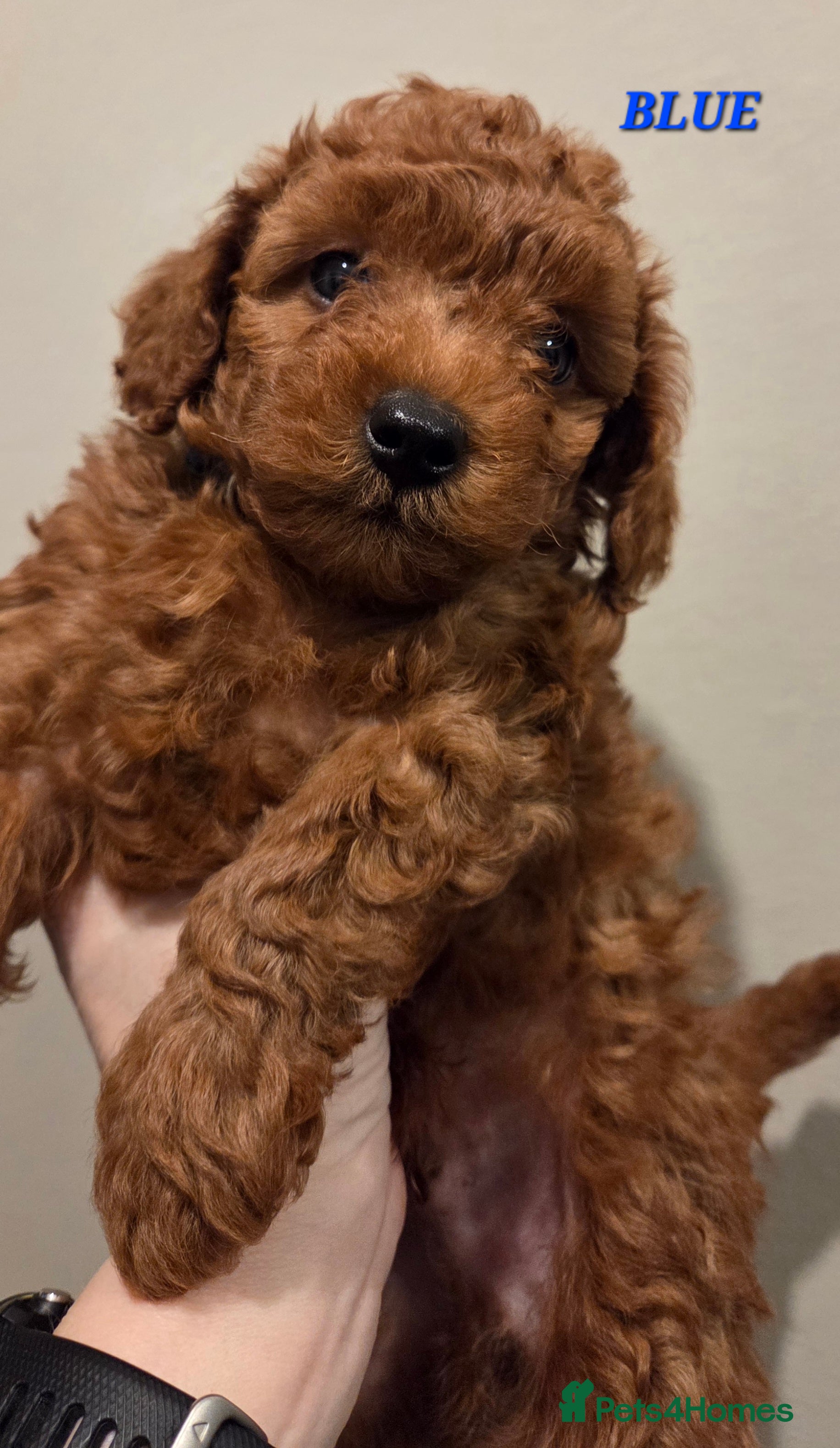 Mixed Breed dogs Toy / Aisan Poodle, Red Puppies - Advert 1