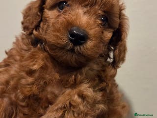 Mixed Breed dogs Toy / Aisan Poodle, Red Puppies - Advert 1