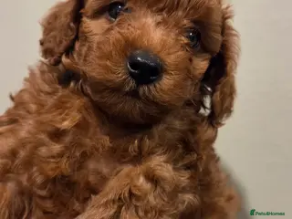 Mixed Breed dogs Toy / Aisan Poodle, Red Puppies - Advert 13