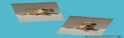 Golden Retriever dogs for sale: 5 KC registered Golden Retriever boys - Advert 6