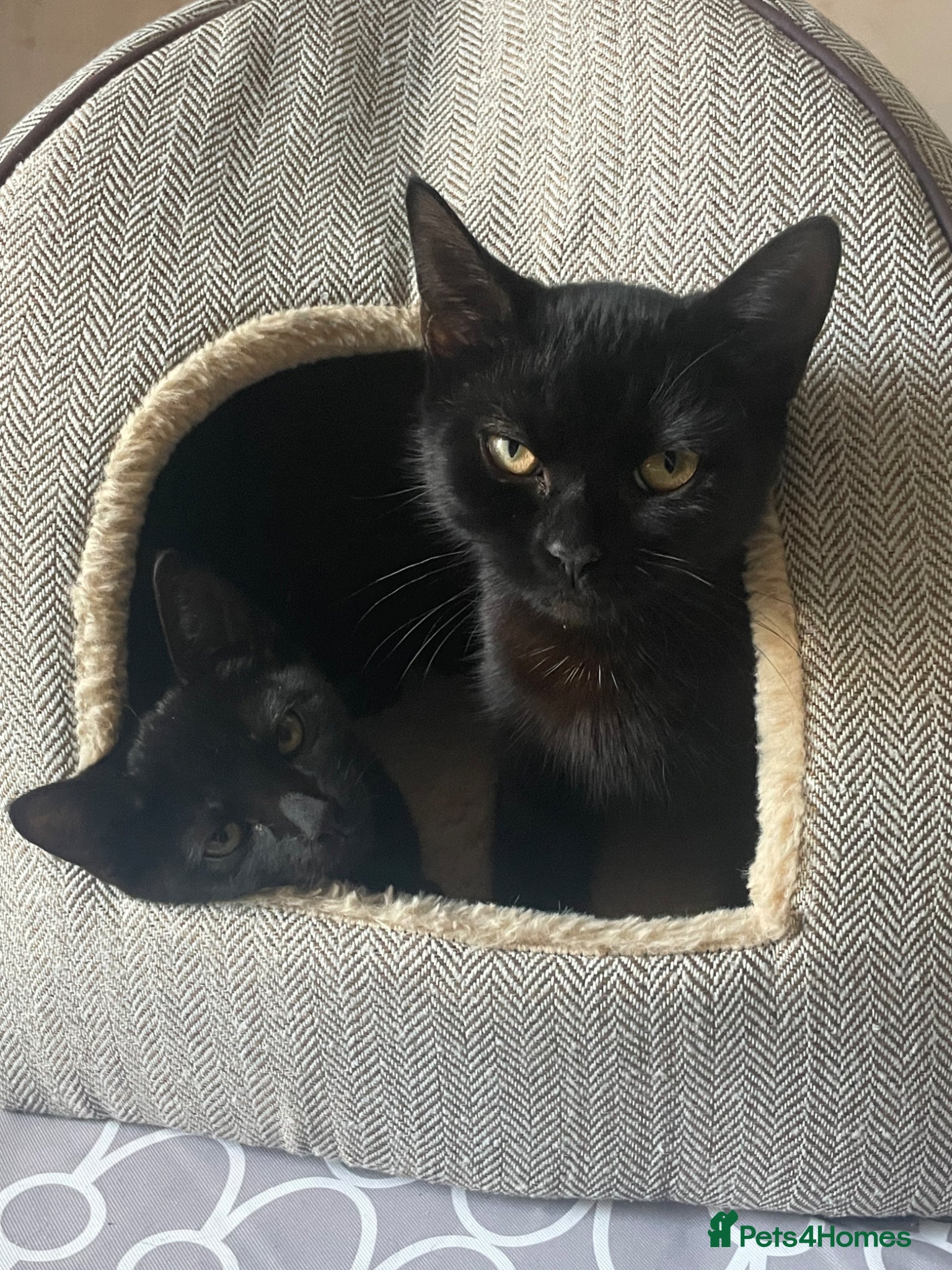 Domestic Shorthair cats Star & Dandelion, kitten pair  - Advert 19