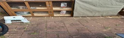 Mini Lop rabbits for sale: Rabbits  - Advert 5