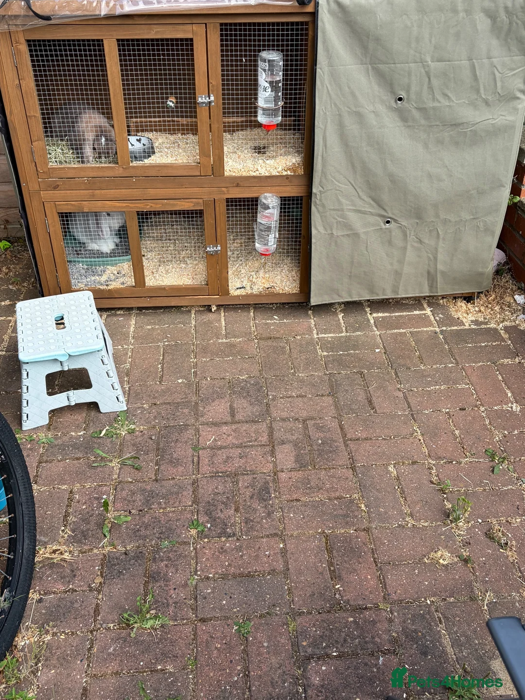Mini Lop rabbits for sale: Rabbits  - Advert 5