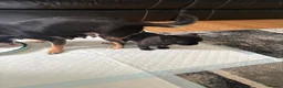 Chihuahua dogs for sale: Beautiful apple head chihuahua puppies  - Advert 7