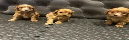 Cavapoo dogs for sale: Beautiful cavapoos  - Advert 20