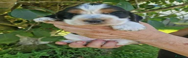 Cocker Spaniel 4