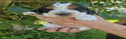 Cocker Spaniel dogs for sale: SIMPLY UNIQUE KC REG SHOW TYPE COCKER SPANIEL - Advert 8