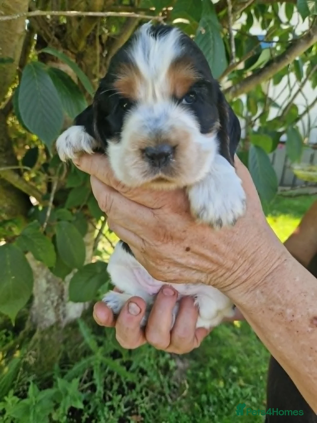 Cocker Spaniel dogs for sale: SIMPLY UNIQUE KC REG SHOW TYPE COCKER SPANIEL - Advert 22