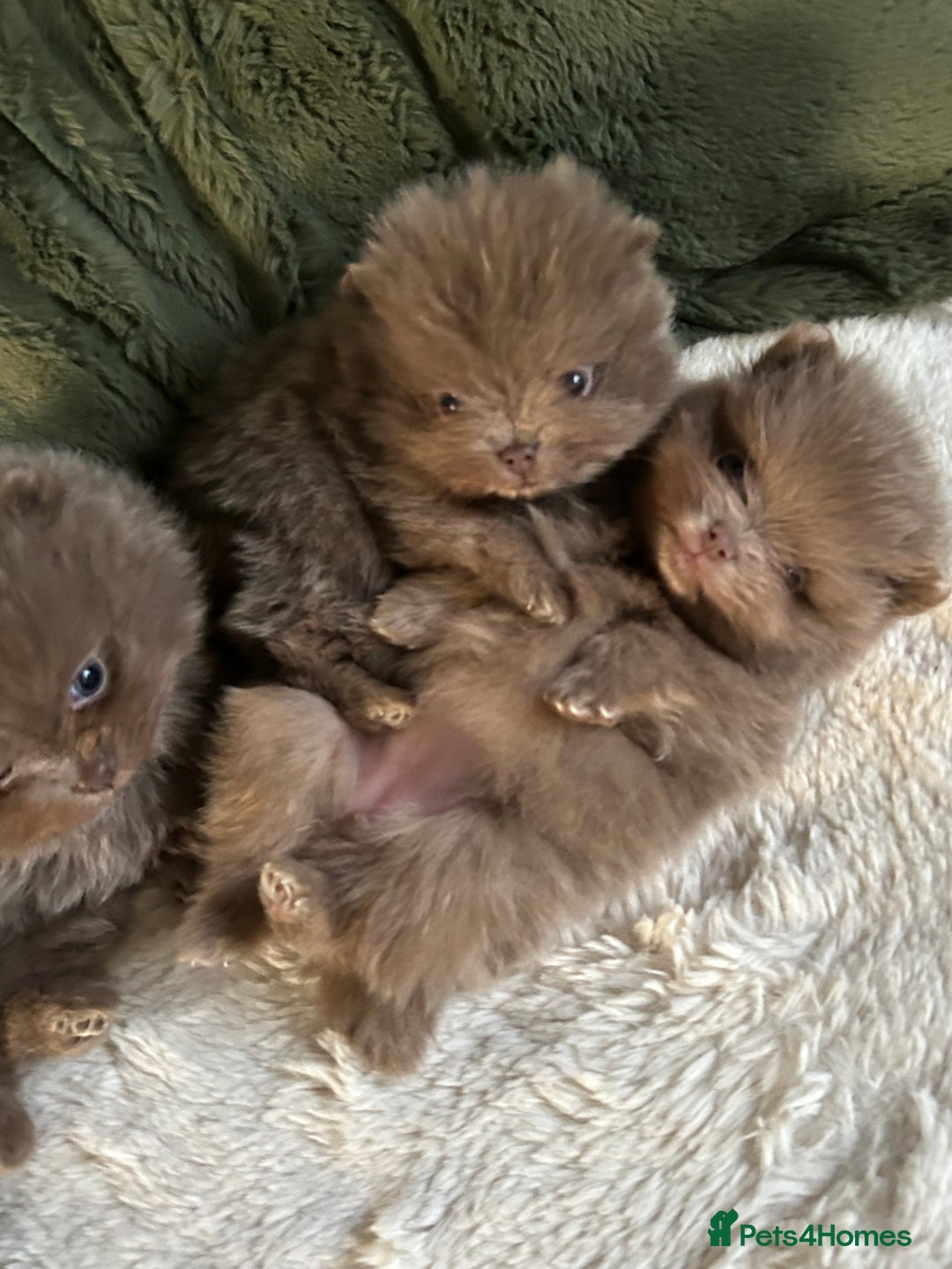 Pomeranian dogs for sale: Rare lavender Pomeranian puppy’s  - Advert 7