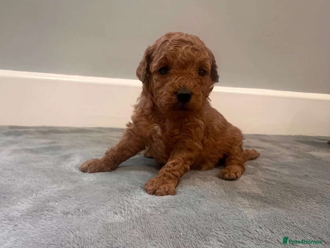Mixed Breed dogs for sale: 🐩Asian Line Poodles-Fox Red, Apricot 🐩  - Advert 27