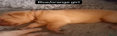 Labrador Retriever Puppy 8