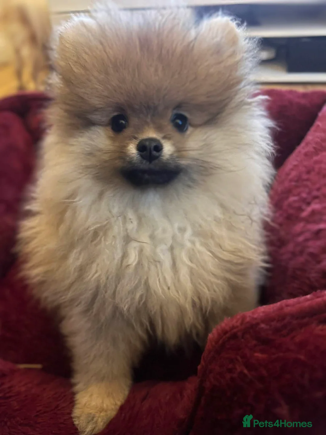 Pomeranian dogs for sale: Russian bloodline pomeranian Kc registered  - Advert 11