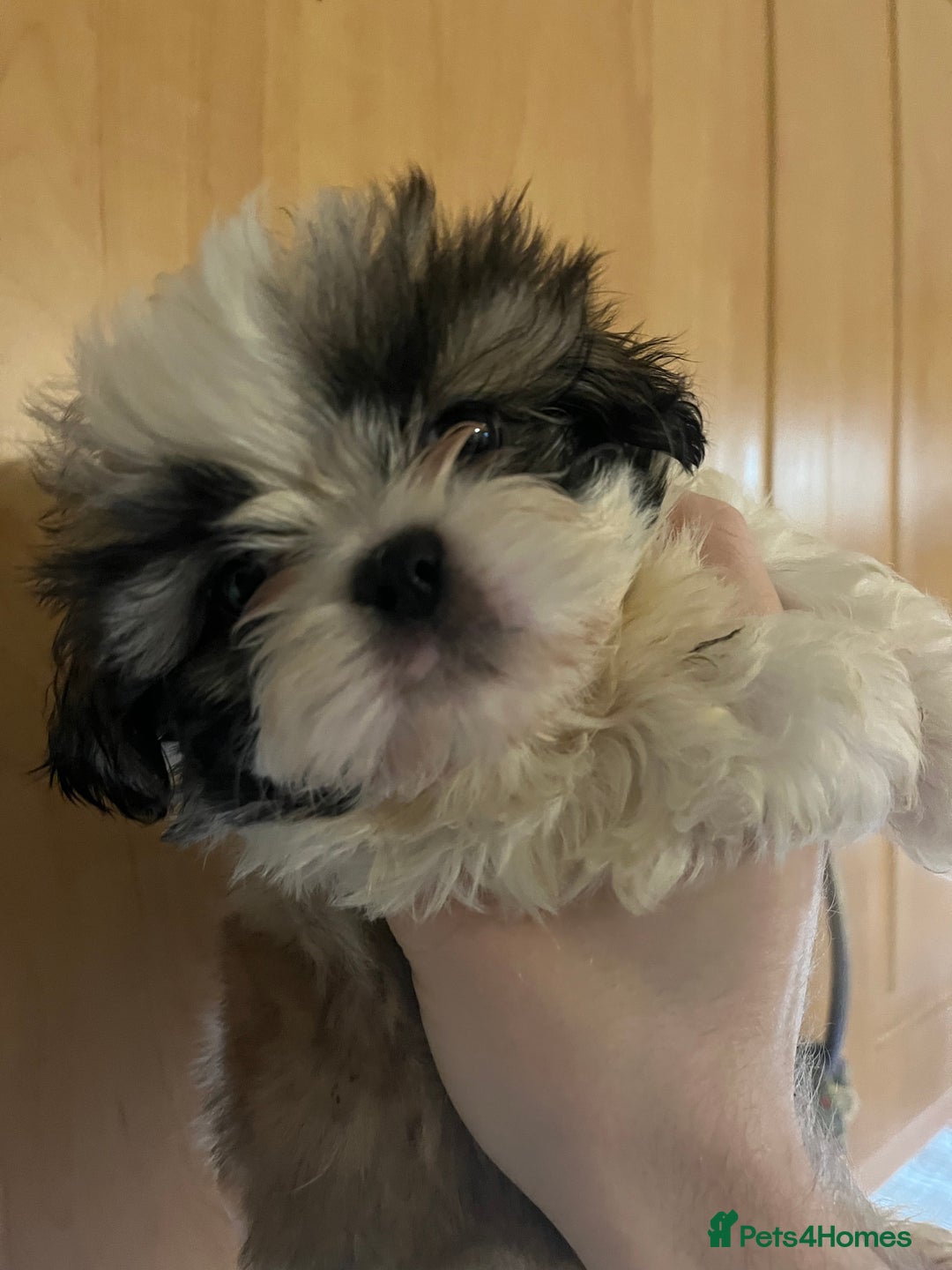 Shih Tzu dogs for sale: Shih tzu puppies  - Advert 13