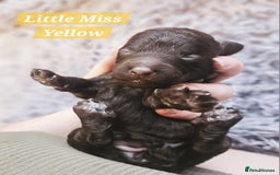 Cockapoo dogs for sale: Multigen Merle & Chocolate Cockapoo Puppies - Image 4