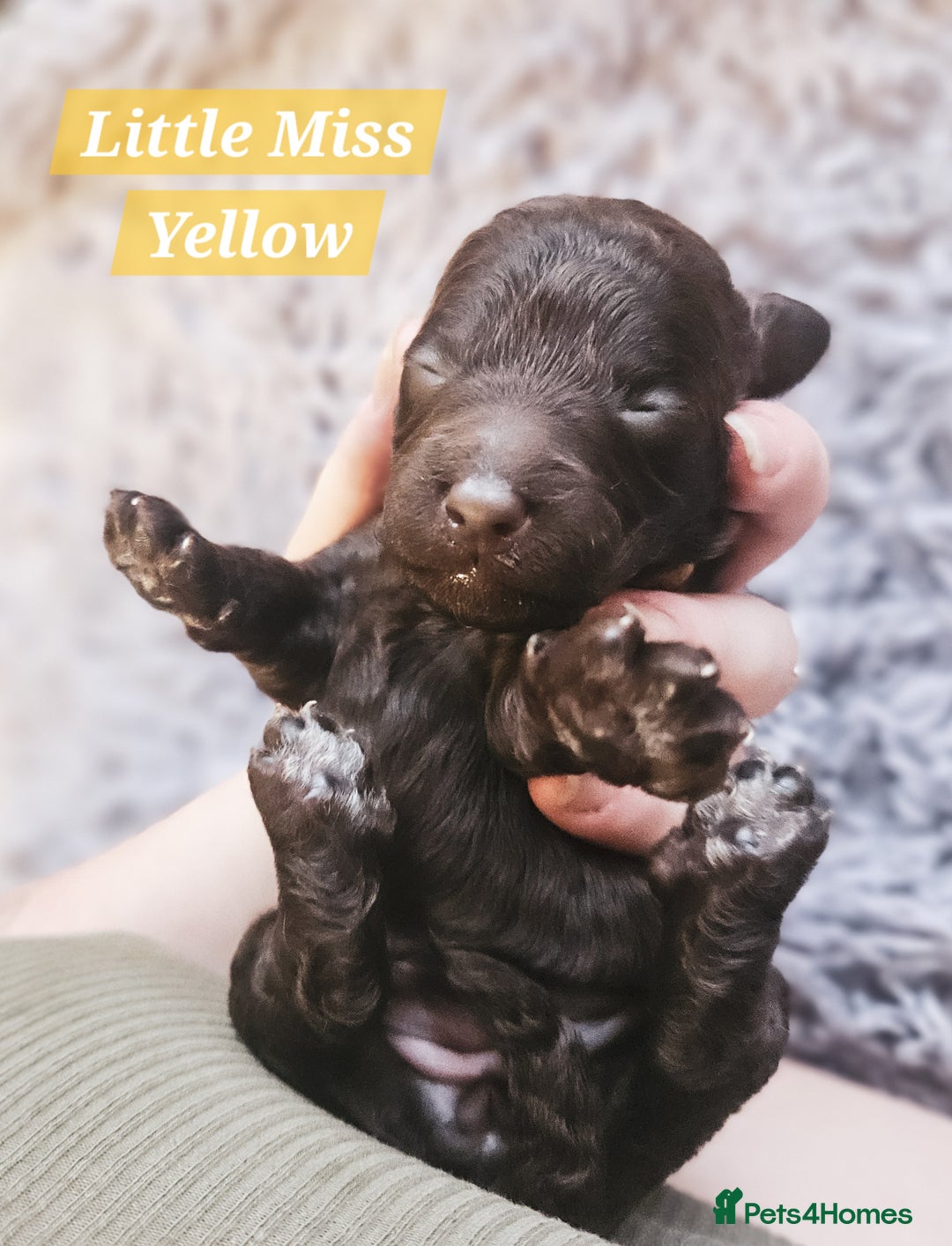 Cockapoo dogs for sale: Multigen Merle & Chocolate Cockapoo Puppies - Image 4