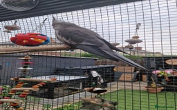 Cockatiels birds for sale: 2x baby cockatiels for sale £100 each - Image 6