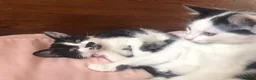 Mixed Breed cats for sale: 2 female black and white kittens in Llanymynech - Advert 5