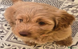 Cockapoo dogs for sale: F1B Cockapoo puppies - Image 10