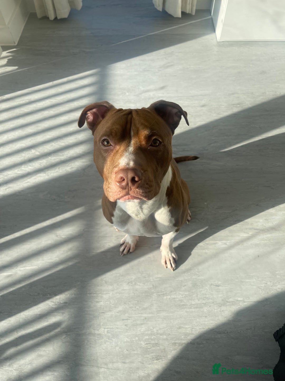 Mixed Breed dogs for sale: Mixed breed  - Advert 2