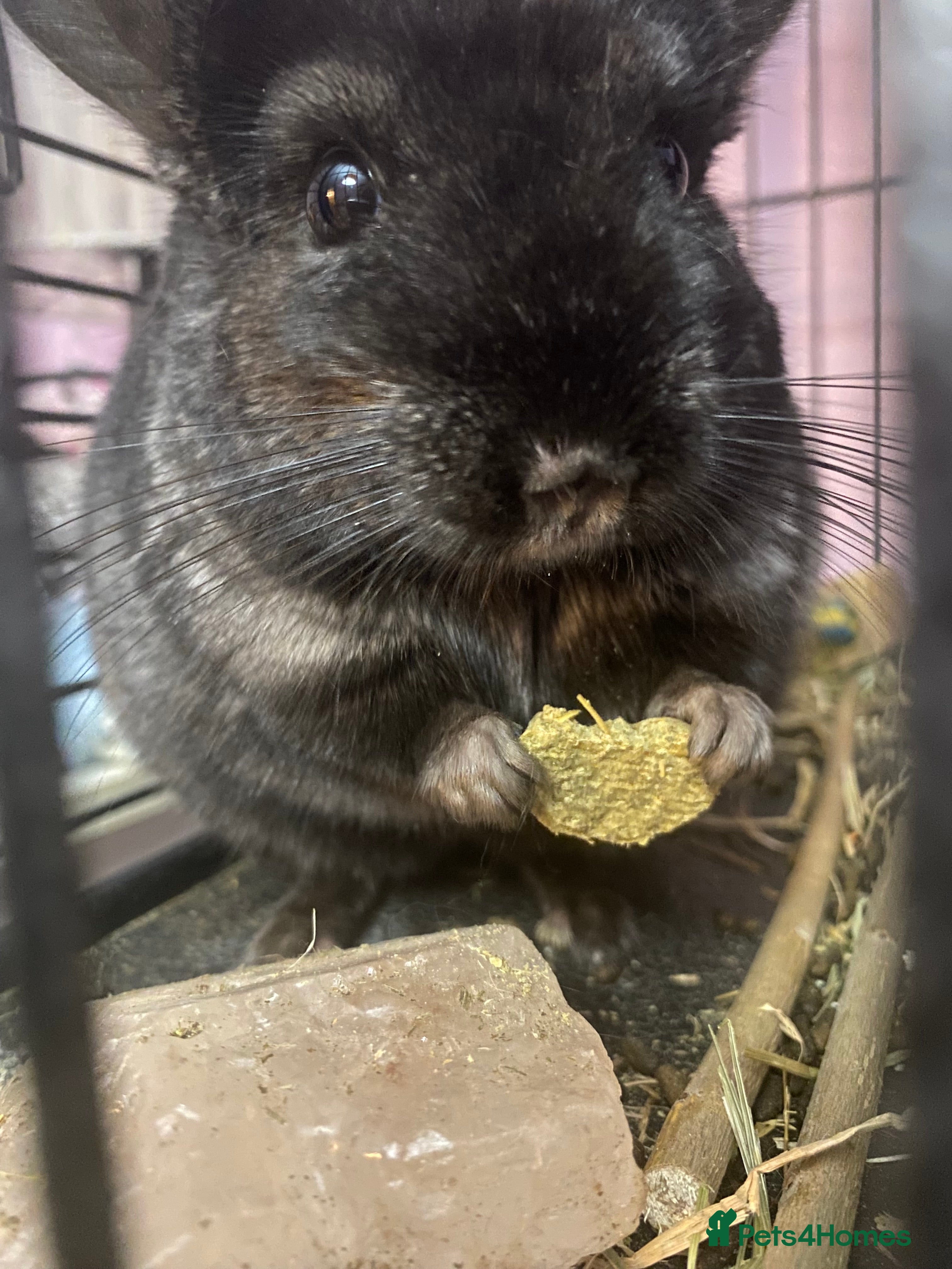 Chinchilla rodents Handsome Tuxedo - Advert 3