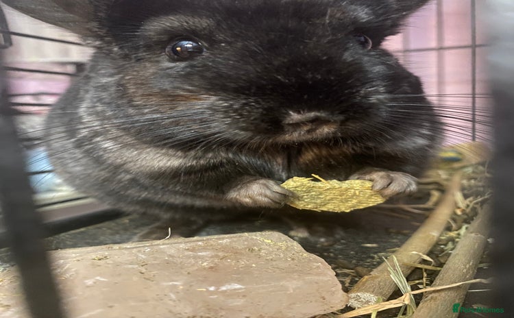 Chinchilla rodents - Advert 1