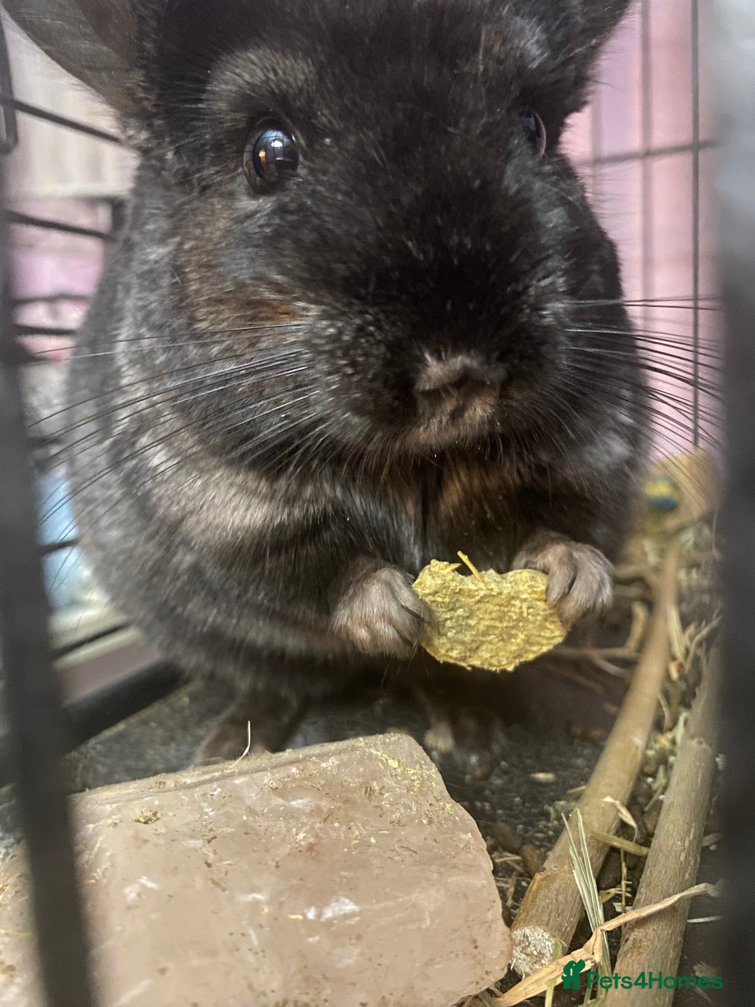 Chinchilla rodents for sale: Handsome Tuxedo - Image 1