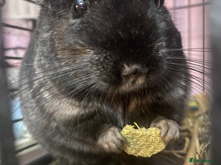 Chinchilla rodents - Advert 2