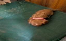 Cavalier King Charles Spaniel dogs for sale: Stunning Deep Ruby Cavalier king Charles puppies  - Image 11