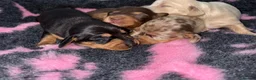 Miniature Dachshund dogs for sale: Kc Long haired Minature dachshund  - Advert 3