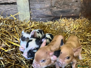 Pig livestock purebred Kune kune pigs - Advert 1