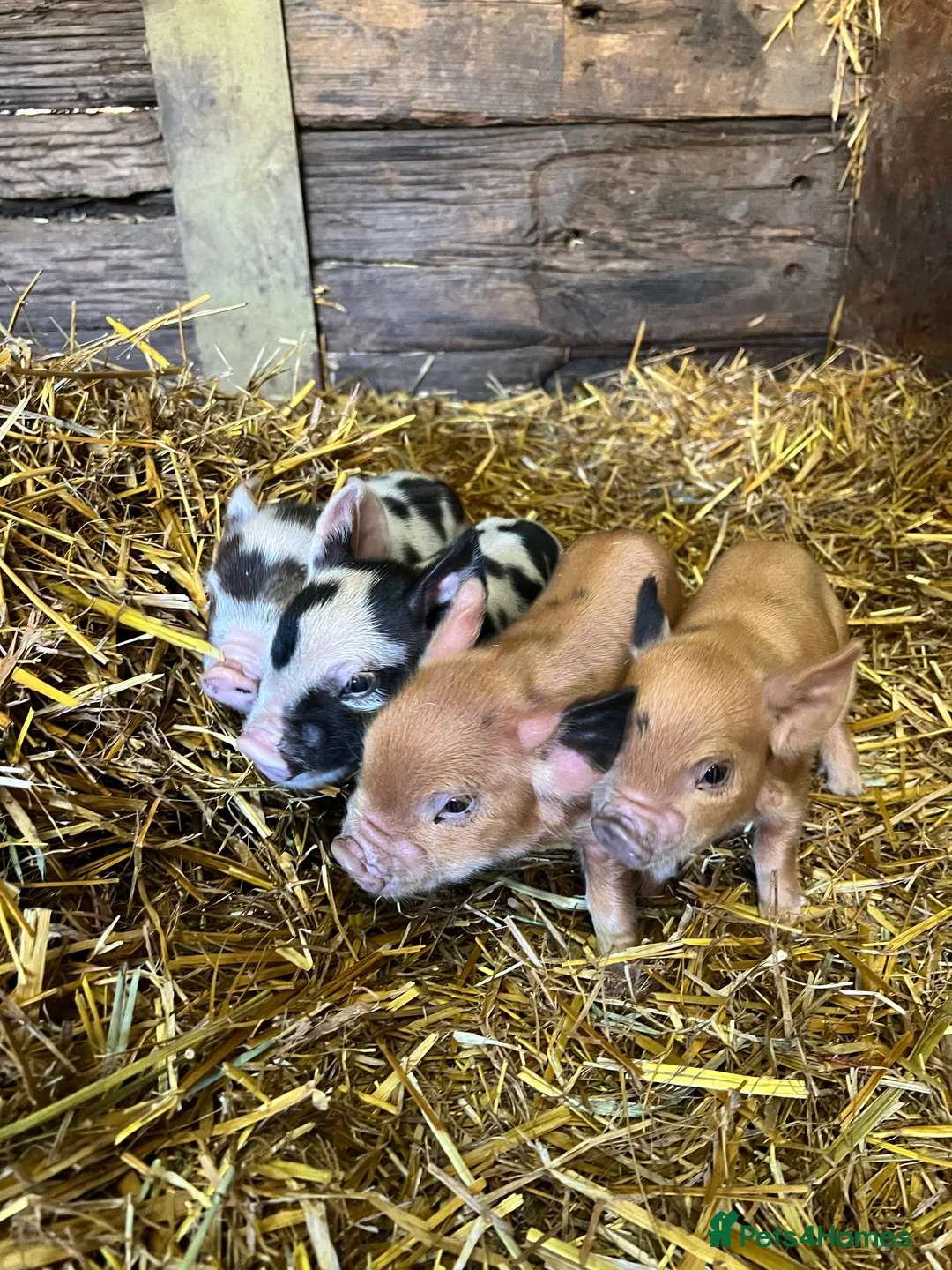 Pig livestock for sale: purebred Kune kune pigs - Advert 1