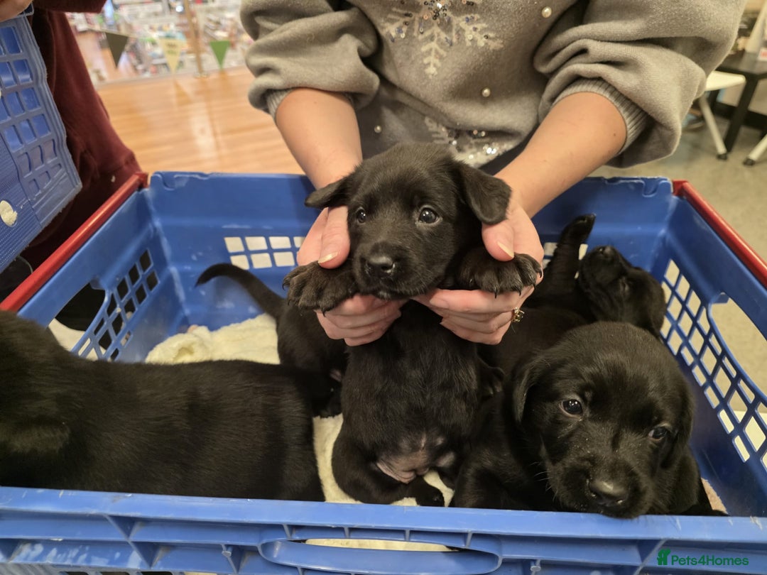 Mixed Breed dogs for sale: German shepherd x Working Labrador puppies  - Advert 25