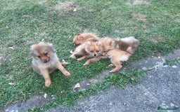 German Spitz dogs for sale: 4x Beautiful German Spitz Pomeranian Puppies  - Image 3