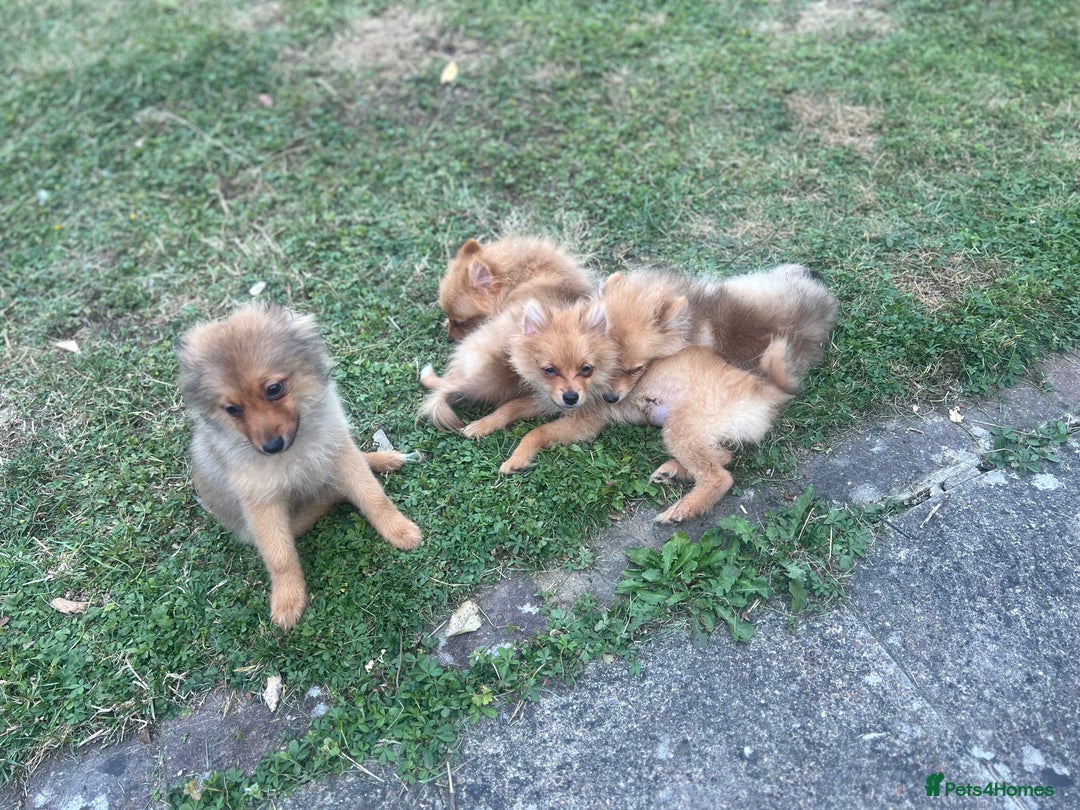 German Spitz dogs for sale: 4x Beautiful German Spitz Pomeranian Puppies  - Image 3