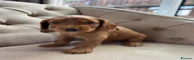 Cockapoo 2