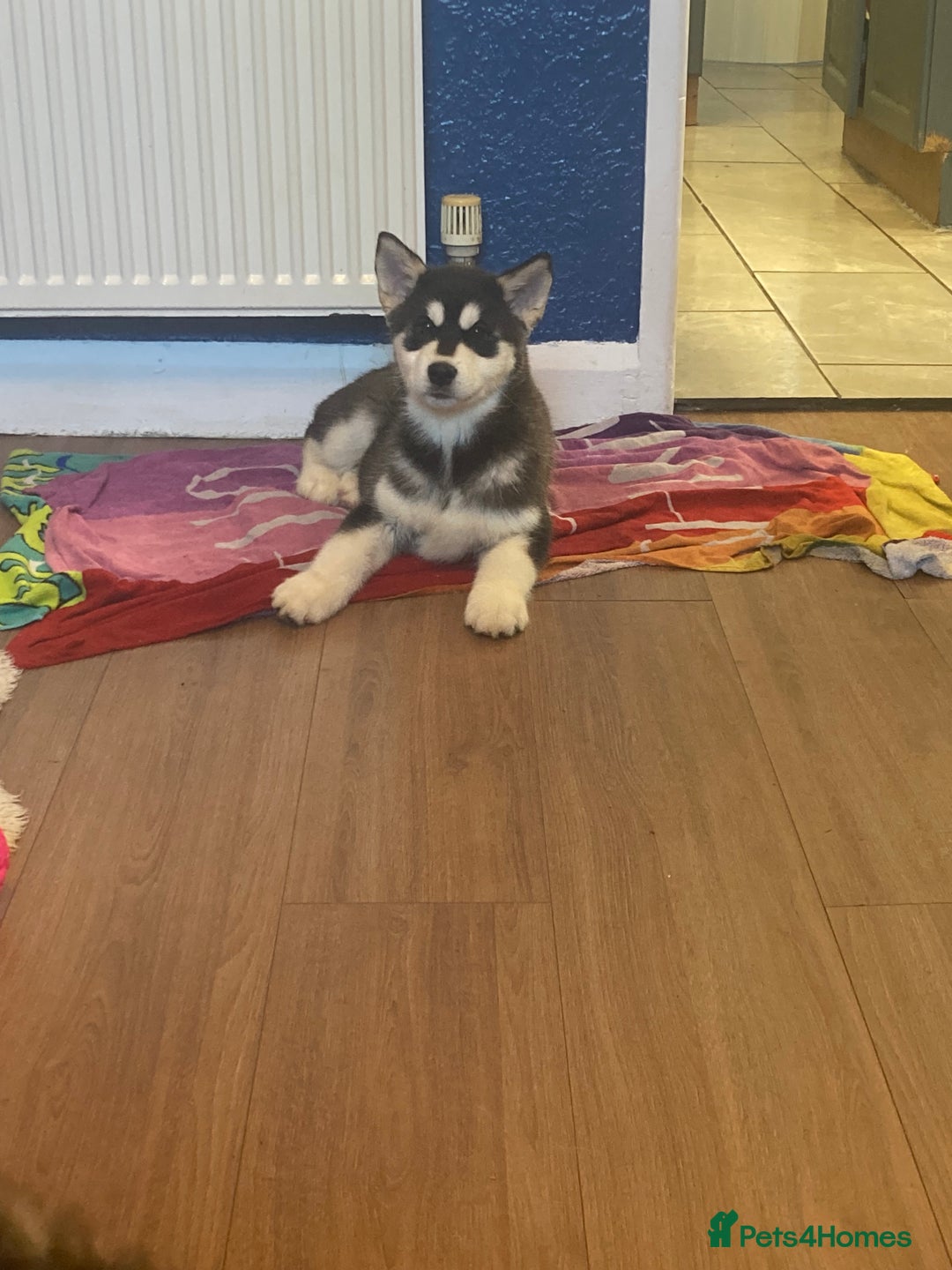 Alaskan Malamute dogs for sale: Alsaskan malamute puppies  - Advert 4