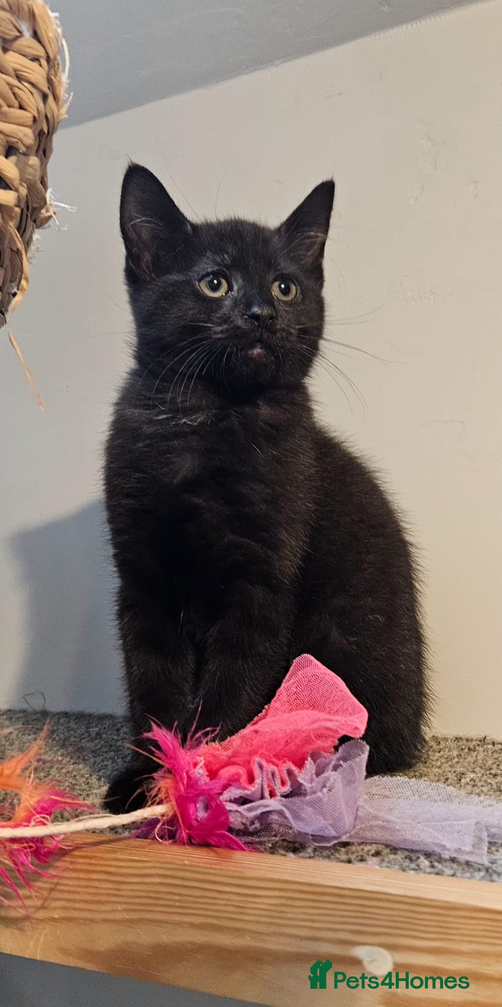 Maine Coon cats Maine coon cross kitten  - Advert 5