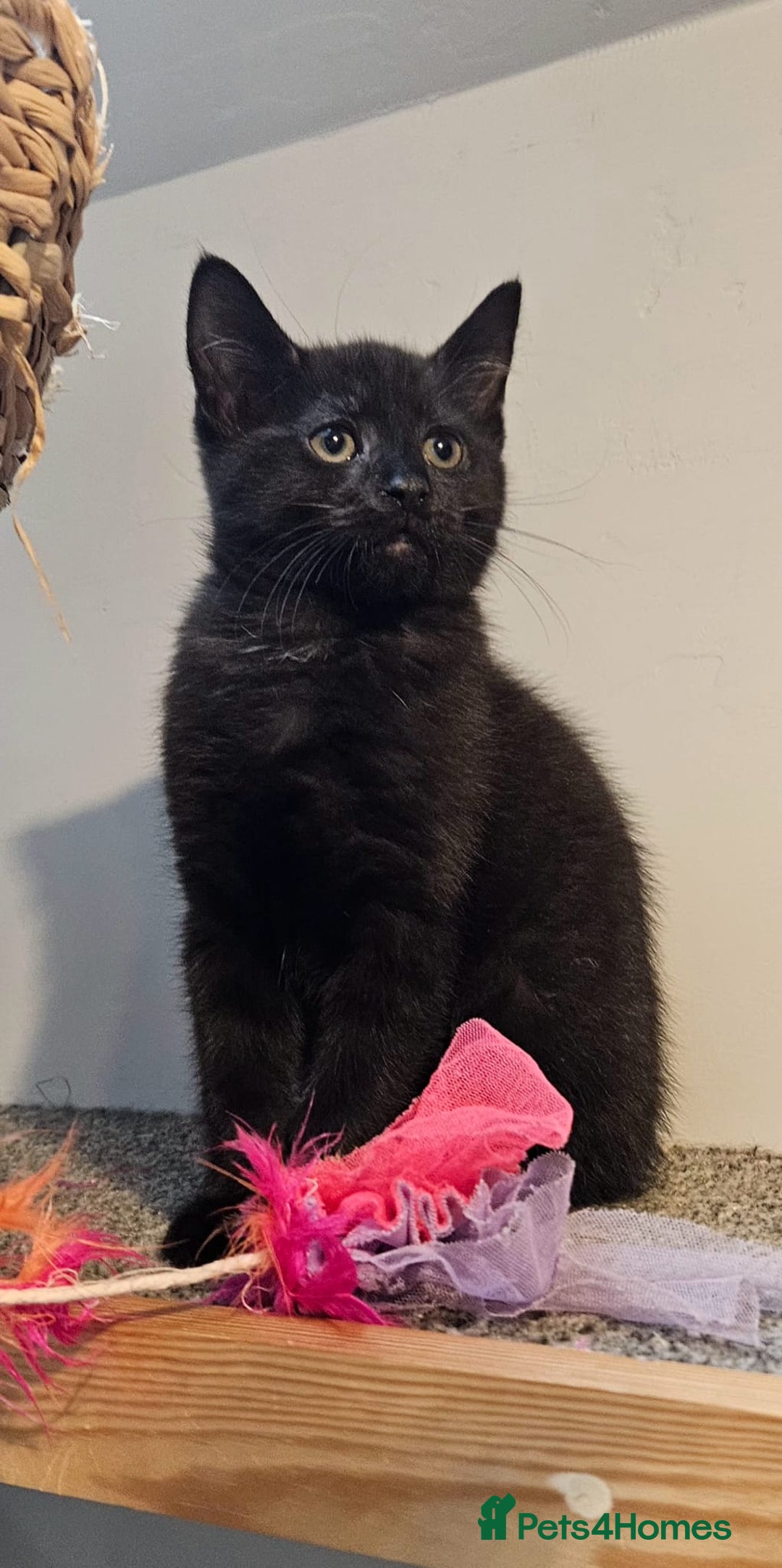 Maine Coon cats for sale: Maine coon cross kitten  - Advert 1