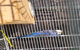 Budgerigars birds for sale: Mr Hritcan - Image 2