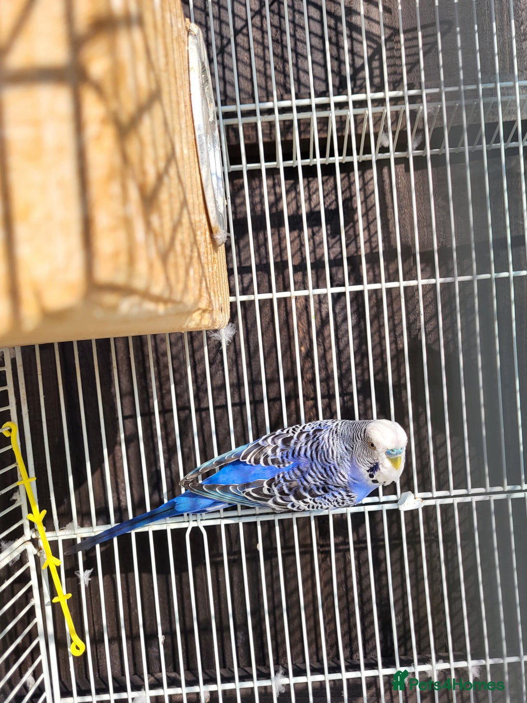 Budgerigars birds for sale: Mr Hritcan - Image 2