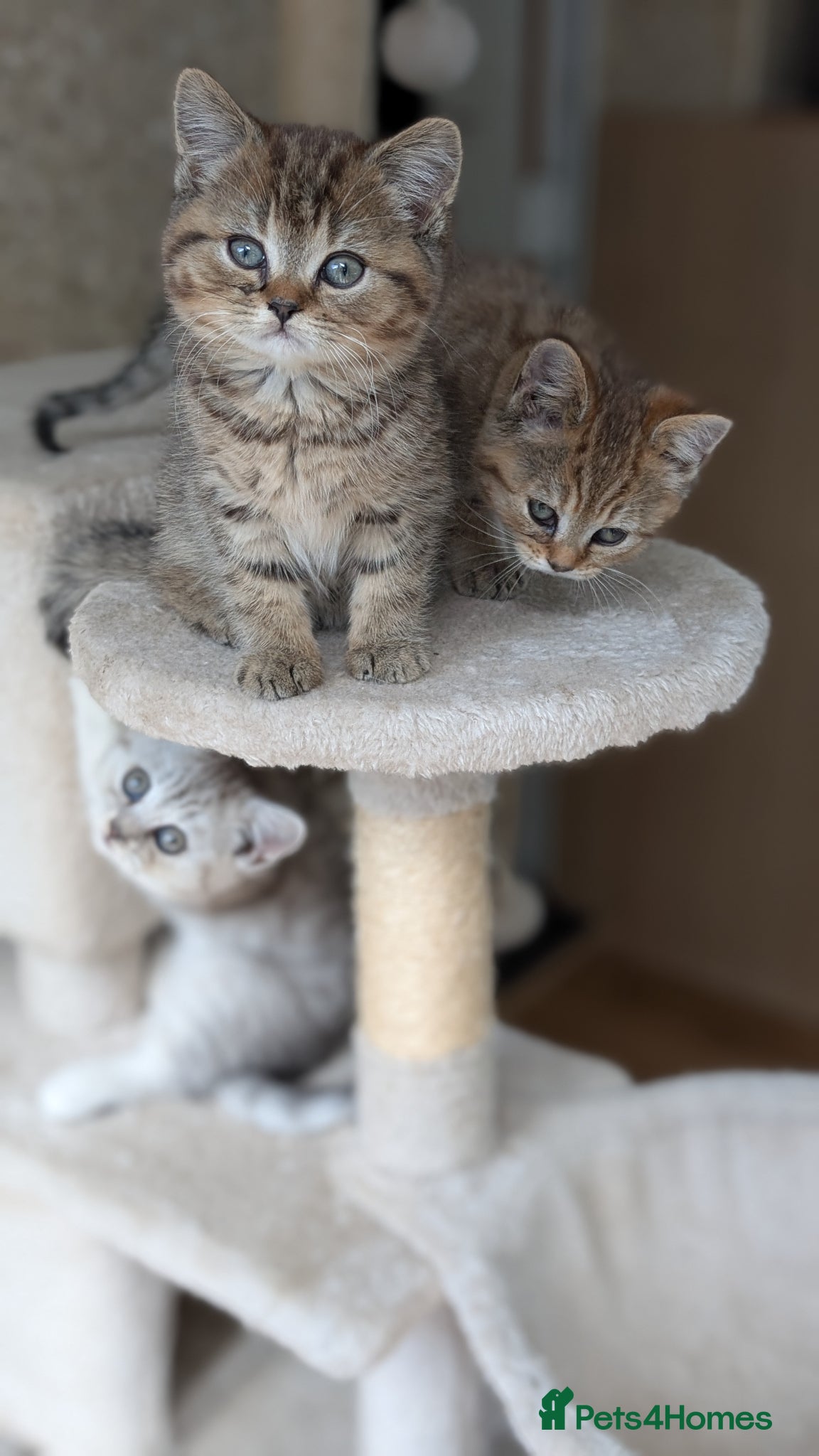 Mixed Breed cats for sale: Stunning TeddyBear Persian Chinchilla x BSH girls  - Advert 15