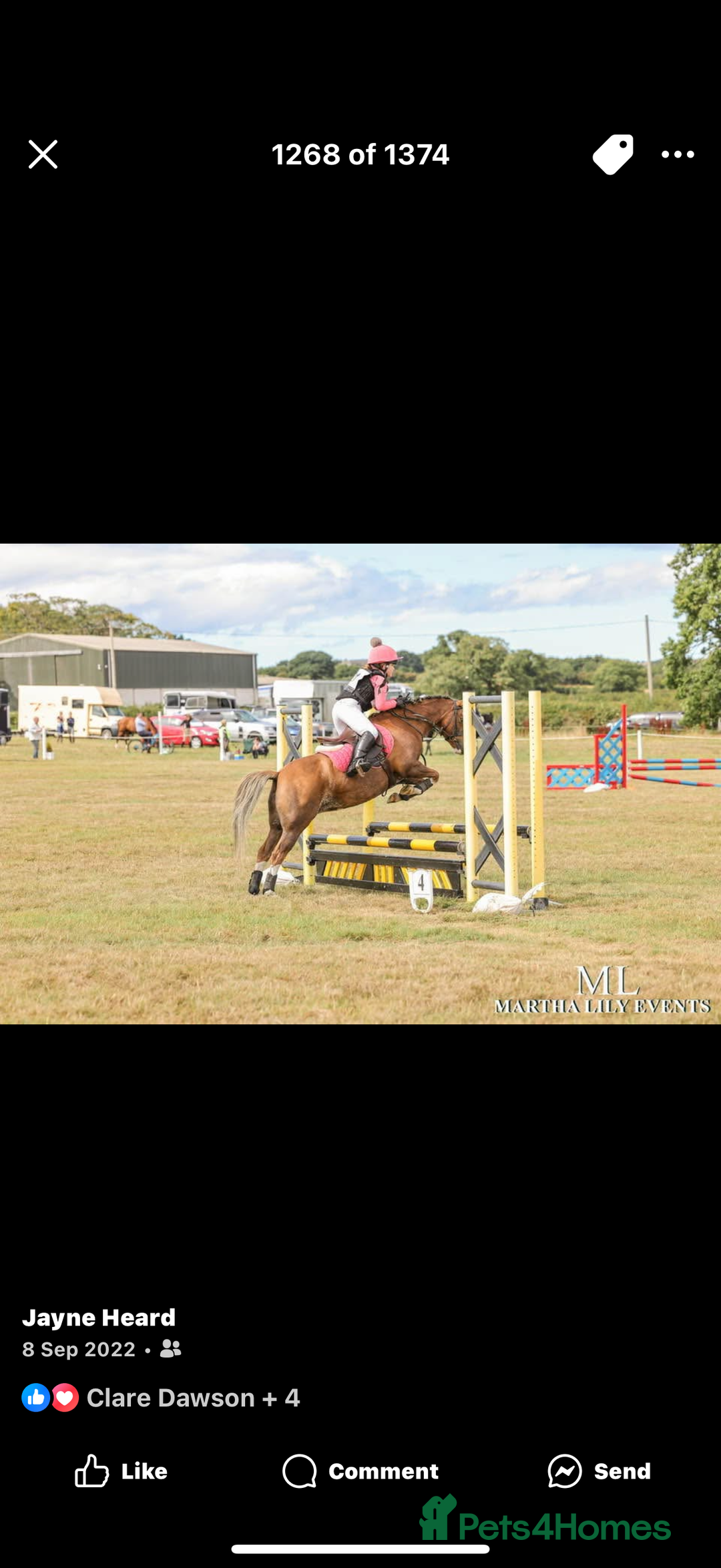 Welsh Section B horses for sale: 🎀Bunbury Zianna aka Annie 🎀 - Image 16