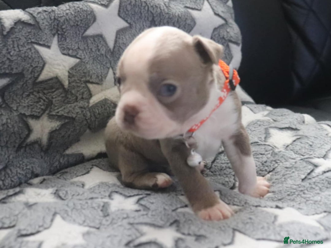 Boston Terrier dogs for sale: Beautiful Boston terrier puppies for sale  - Advert 6
