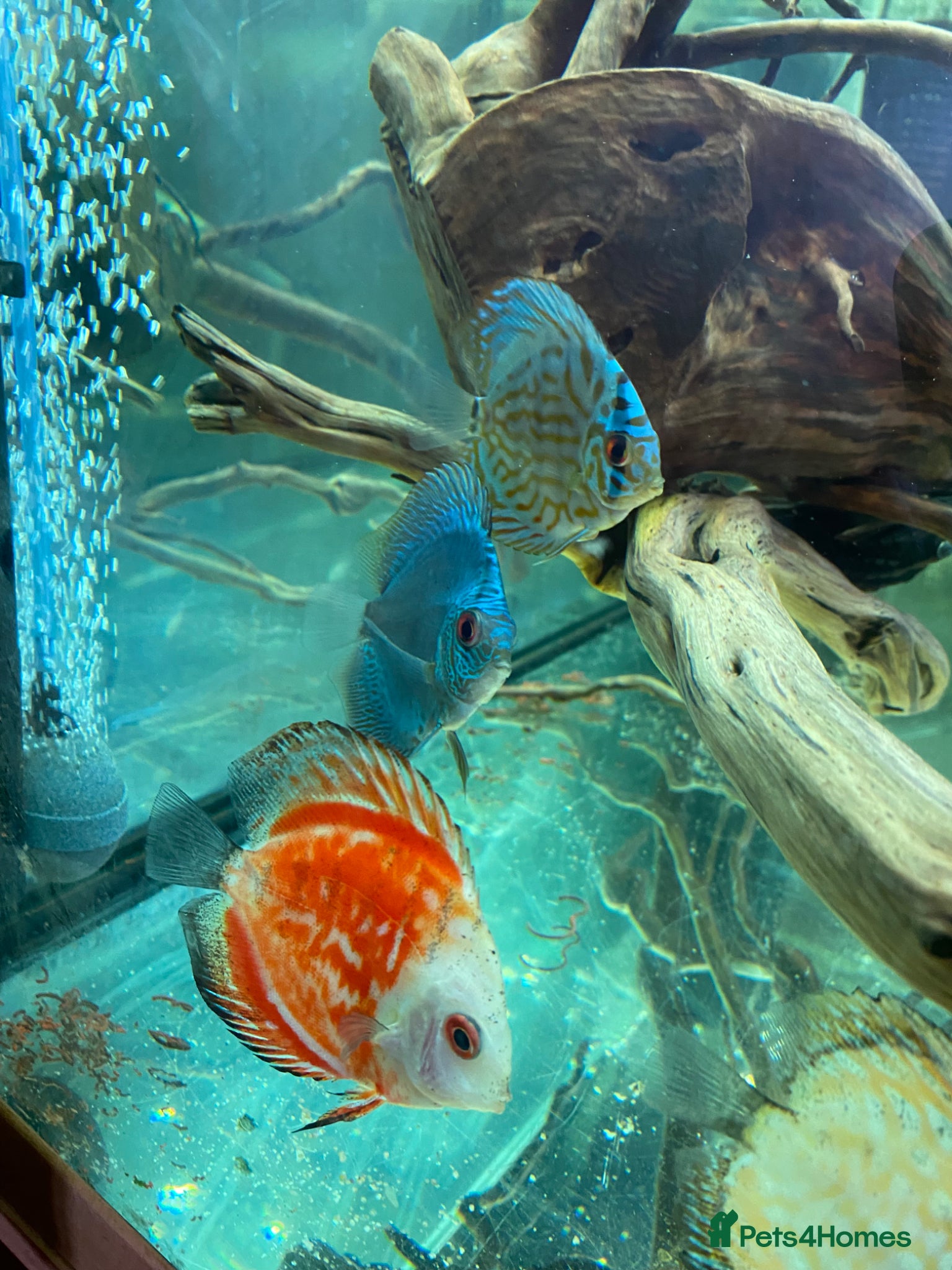 Discus fish 9 Discuss fish - Advert 16