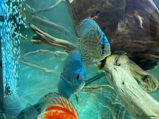 Discus fish 9 Discuss fish - Advert 16