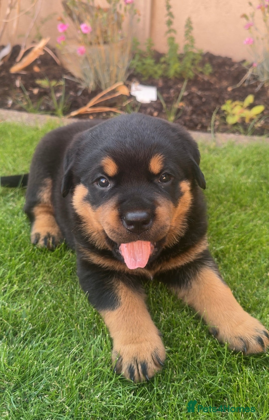 Rottweiler dogs for sale: 9 beautiful Rottweiler puppies for sale  - Advert 3