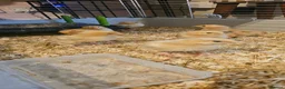 Chickens poultry for sale: Hybrid Chicks For Sale - Advert 4