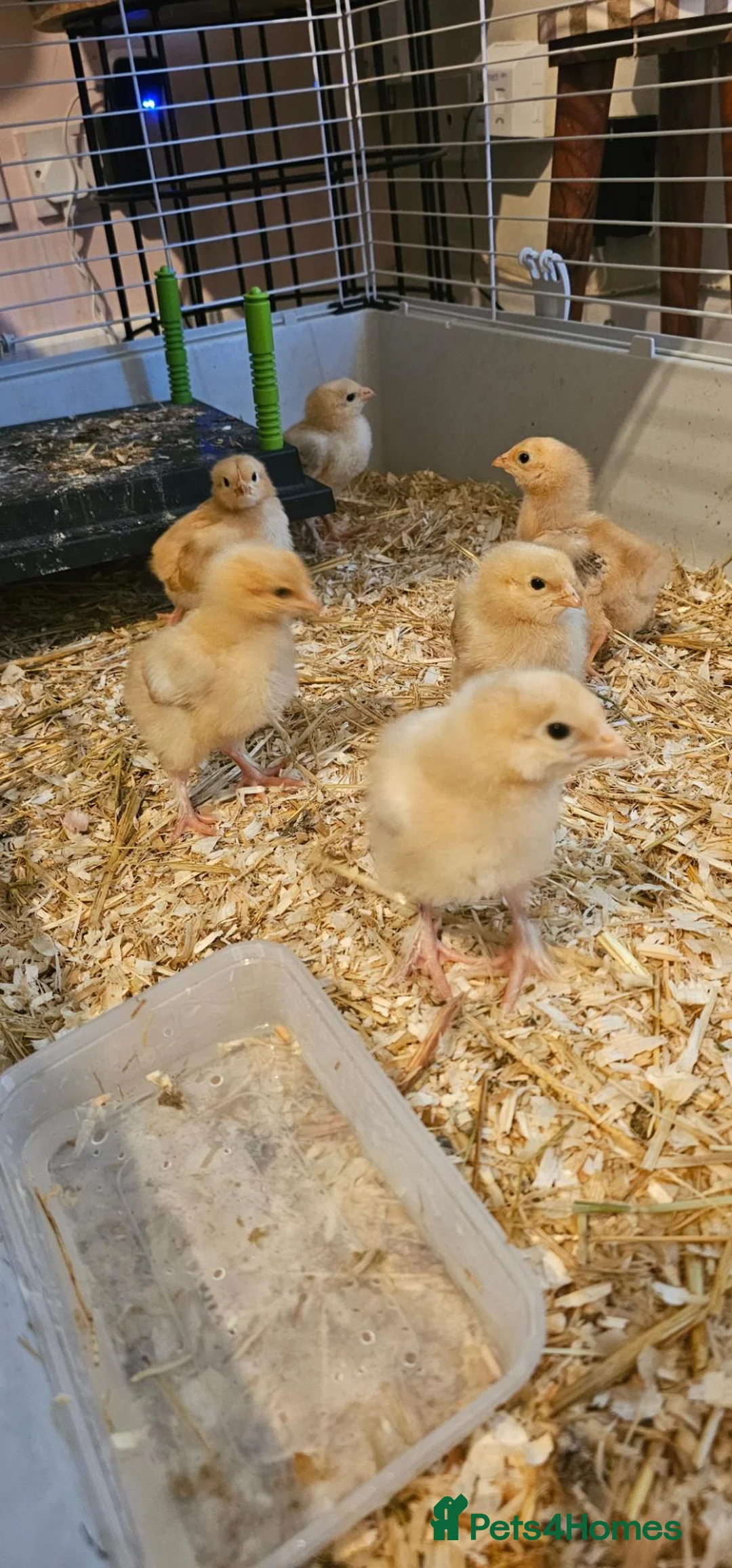 Chickens poultry for sale: Hybrid Chicks For Sale - Advert 4